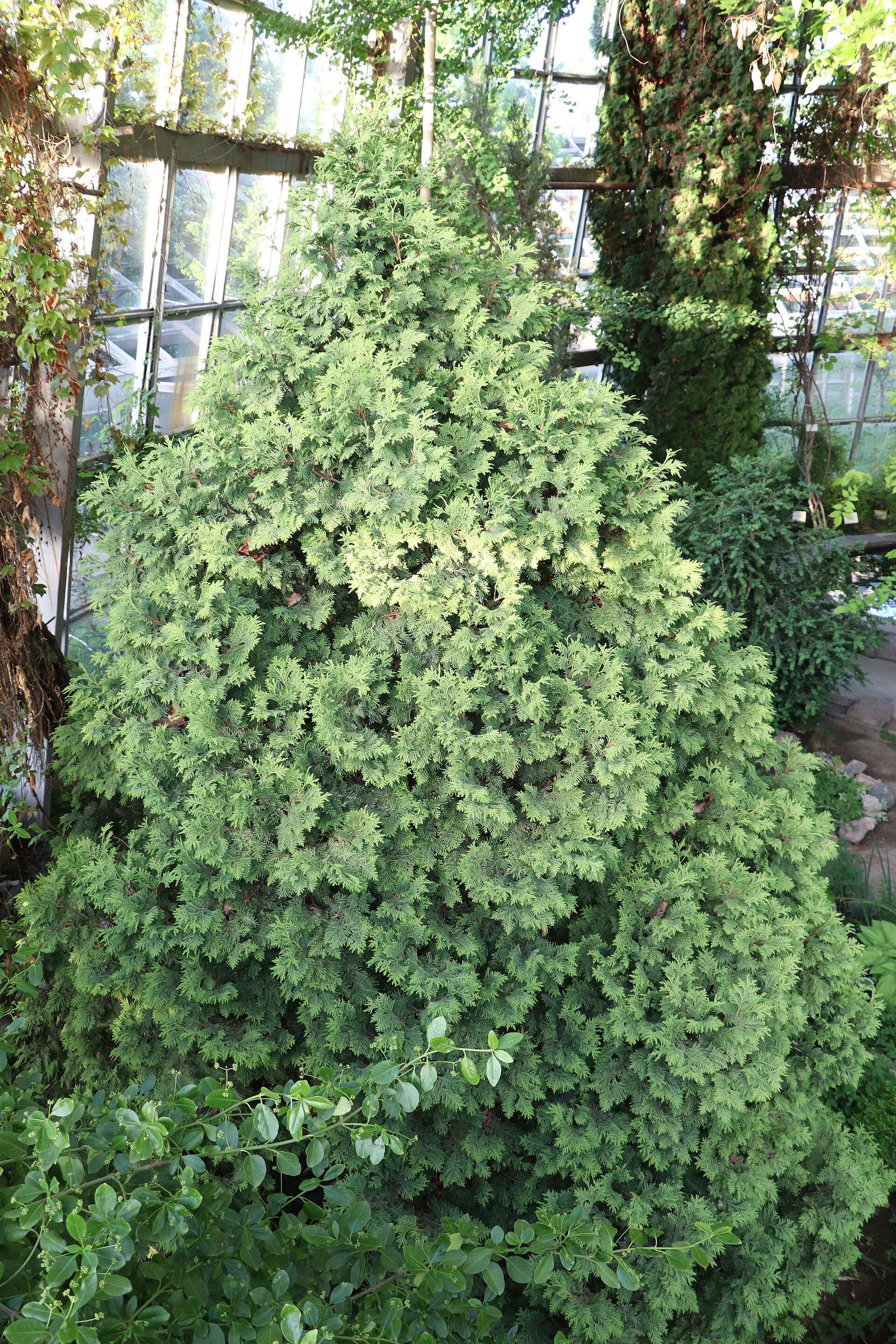 Hinoki cypress, Chamaecyparis obtusa